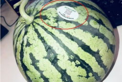 陇南网红吃瓜,揭秘当地美食背后的故事