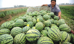 青岛吃瓜网红强,吃瓜界的“瓜王”崛起记